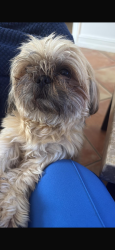 Lost Male Dog last seen 189th ln, Hialeah, FL 33015