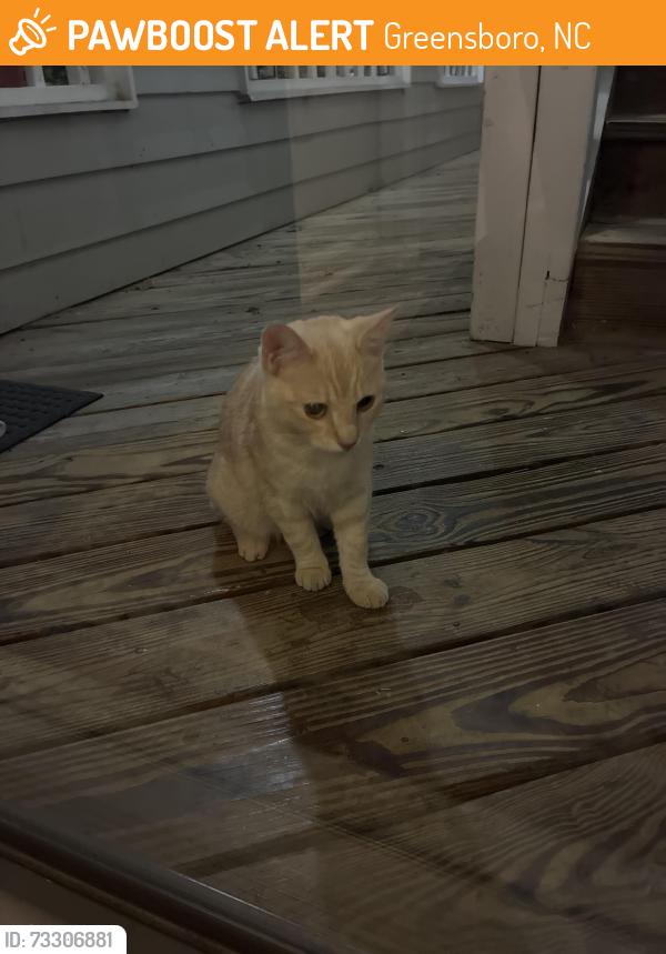 Found/Stray Male Cat last seen battleground and brookfield dr, Greensboro, NC 27410