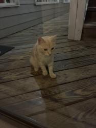 Found/Stray Male Cat last seen battleground and brookfield dr, Greensboro, NC 27410