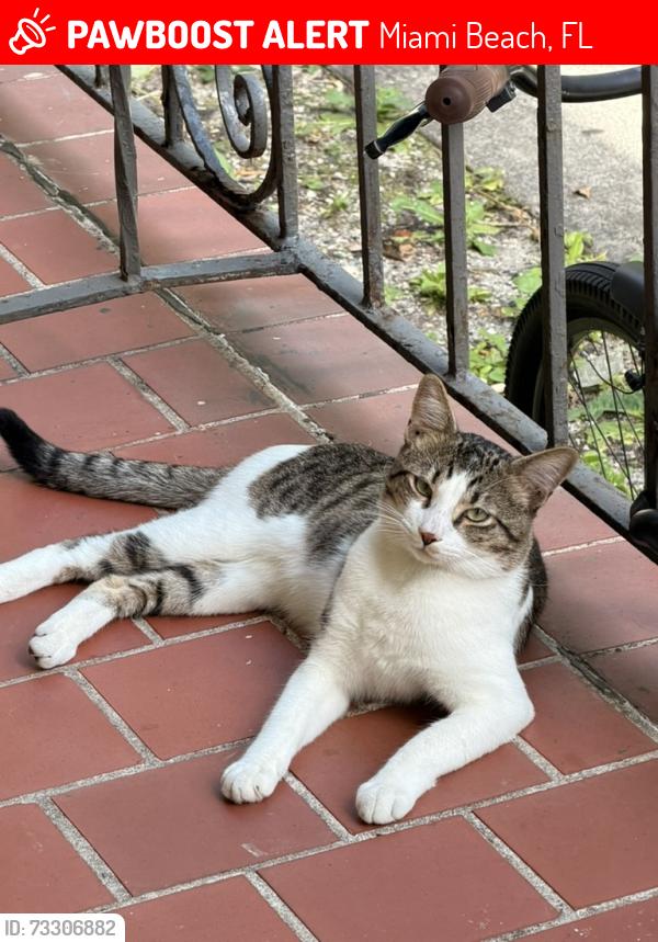 Lost Male Cat last seen Near Michigan Ave, Miami Beach, Miami Beach, FL 33139