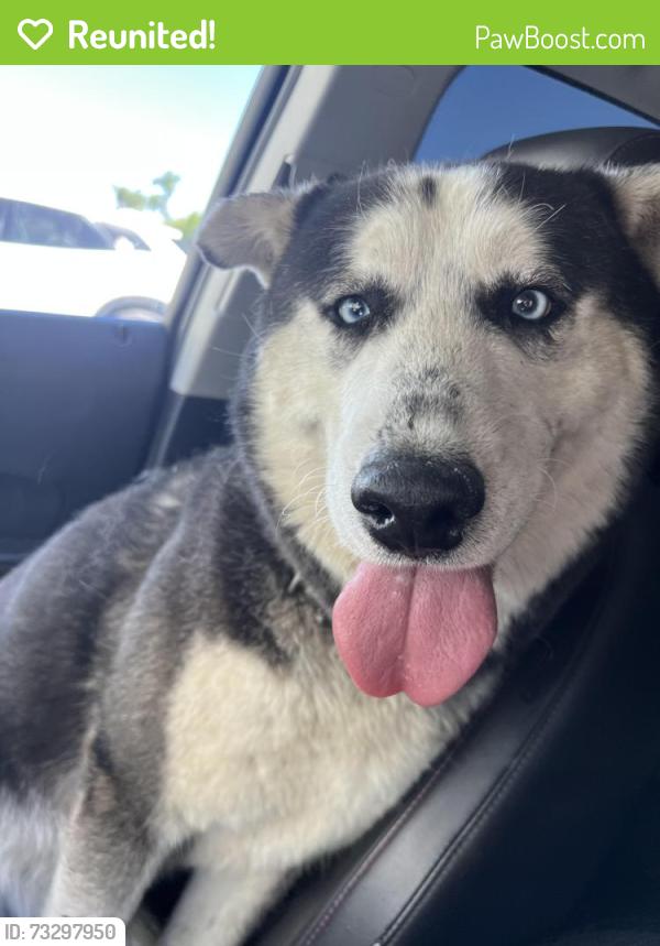 Reunited Male Dog last seen Springdale & Westminster Blvd, Westminster, CA 92683