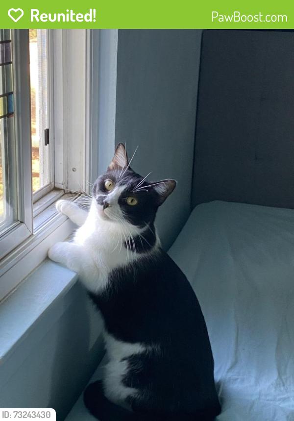 Reunited Male Cat last seen Los Ninos Way, Los Altos, CA 94022