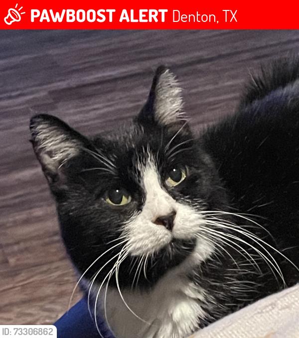 Lost Female Cat last seen Bucee’s gas station, Denton, TX 76210