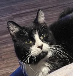 Lost Female Cat last seen Bucee’s gas station, Denton, TX 76210