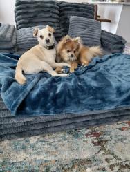 Reunited Male Dog last seen Puget sound ave, Tacoma, WA 98402