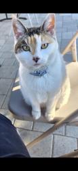 Lost Female Cat last seen Los Angeles Ave and Violeta St in Saticoy, Ventura, CA 93004