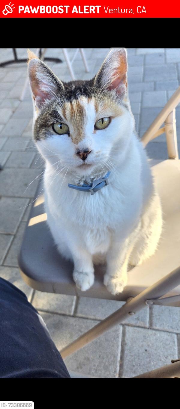Lost Female Cat last seen Los Angeles Ave and Violeta St in Saticoy, Ventura, CA 93004