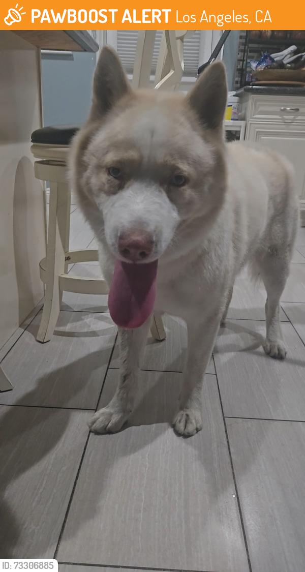 Found/Stray Male Dog last seen Sharp ave and filmore, Los Angeles, CA 91331