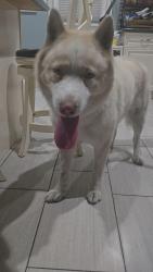 Found/Stray Male Dog last seen Sharp ave and filmore, Los Angeles, CA 91331