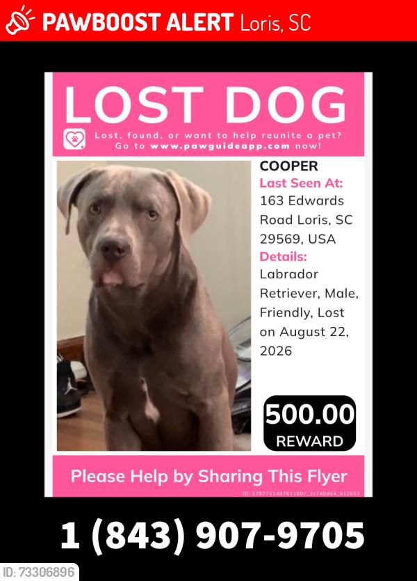 Lost Male Dog last seen Edwards Street off 701 in loris, SC, Loris, SC 29569