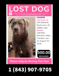 Lost Male Dog last seen Edwards Street off 701 in loris, SC, Loris, SC 29569