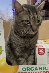 Lost Male Cat last seen Gravel hill rd upper Southampton, Southampton, PA 18966