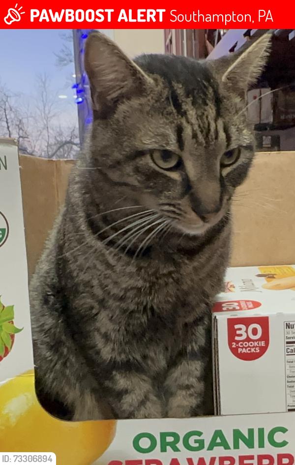Lost Male Cat last seen Gravel hill rd upper Southampton, Southampton, PA 18966