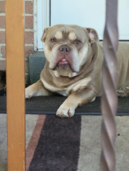 Reunited Male Dog last seen Homewood Avenue, Toronto, ON 