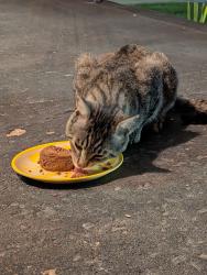 Found/Stray Male Cat last seen Willow Street & Edison Avenue 16510, Erie, PA 16510
