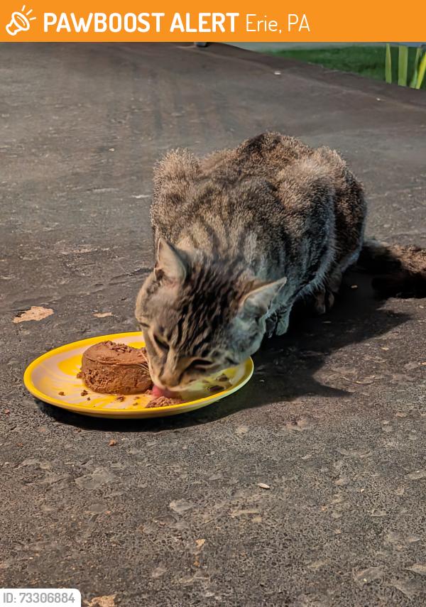 Found/Stray Male Cat last seen Willow Street & Edison Avenue 16510, Erie, PA 16510