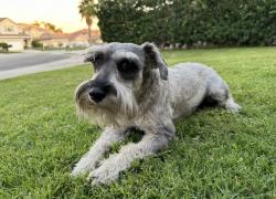 Reunited Male Dog last seen Magnolia in sierra lakes, Fontana, CA 92336