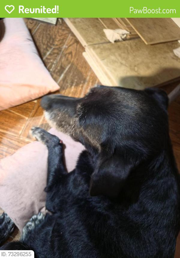 Reunited Female Dog last seen Near Town West Elementary School, Sugar Land, TX 77498