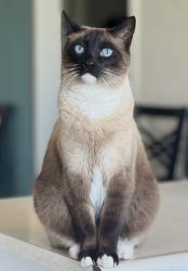 Lost Male Cat last seen Near avenida angulia, Spring Valley, CA 91977