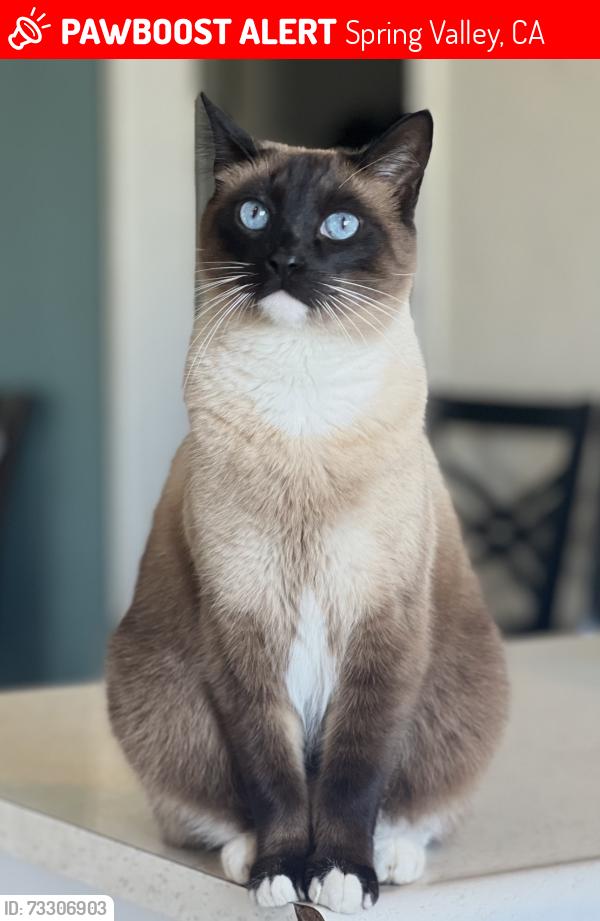 Lost Male Cat last seen Near avenida angulia, Spring Valley, CA 91977