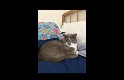 Reunited Female Cat last seen Between Valencia and Guerrero and 16th/15th, San Francisco, CA 94103
