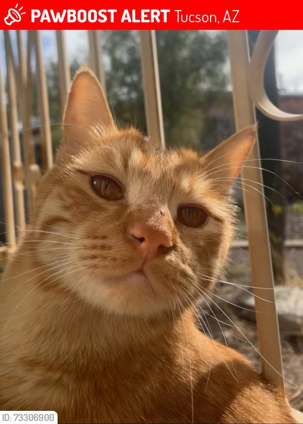 Lost Male Cat last seen Stella and Prudence, Tucson, AZ 85730