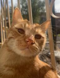 Lost Male Cat last seen Stella and Prudence, Tucson, AZ 85730