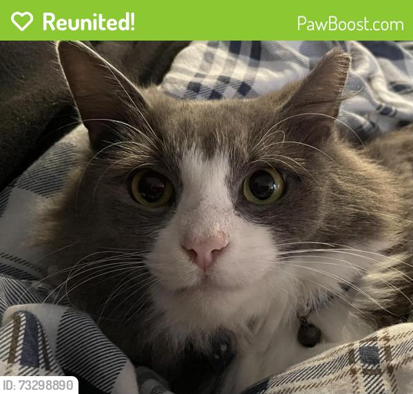 Reunited Male Cat last seen Somme ave, st Denise, Norfolk, VA 23509