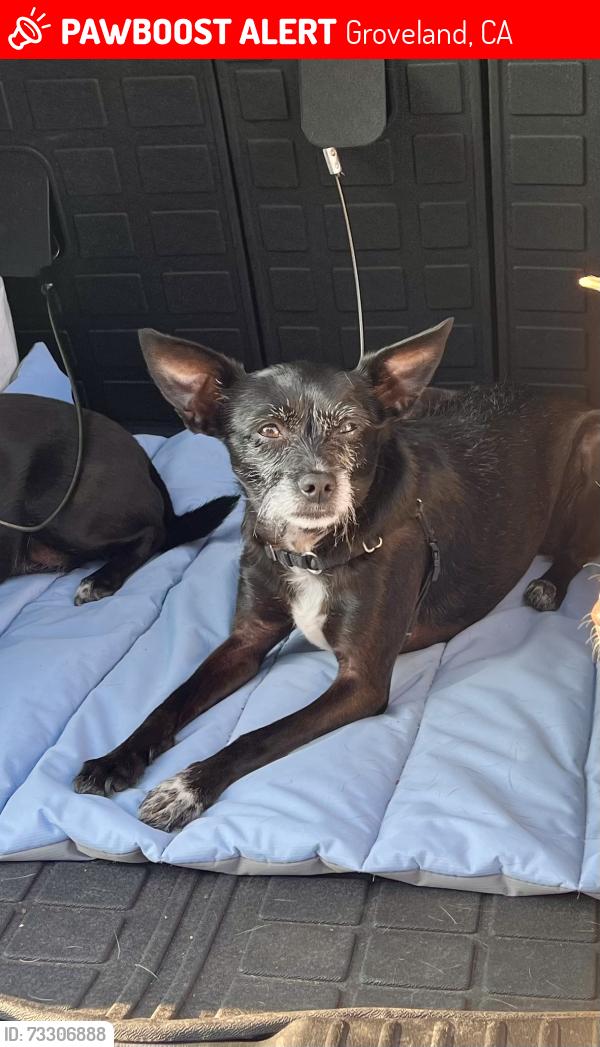 Lost Female Dog last seen Rainbow Pool, Groveland, CA 95321