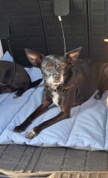 Lost Female Dog last seen Rainbow Pool, Groveland, CA 95321