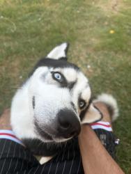 Reunited Male Dog last seen Oak ridge and willowlake dr, Little Elm, TX 75068