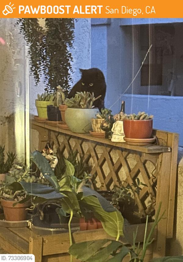 Found/Stray Unknown Cat last seen Azuaga St, San Diego, CA 92129