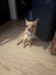 Reunited Male Dog last seen 39th/ Harvard, Los Angeles, CA 90062
