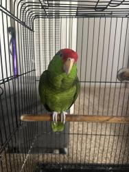 Found/Stray Unknown Bird last seen El monte Rd, El Cajon, CA 92020