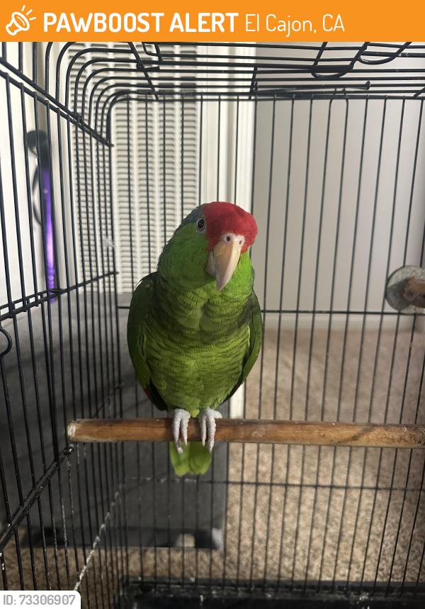 Found/Stray Unknown Bird last seen El monte Rd, El Cajon, CA 92020