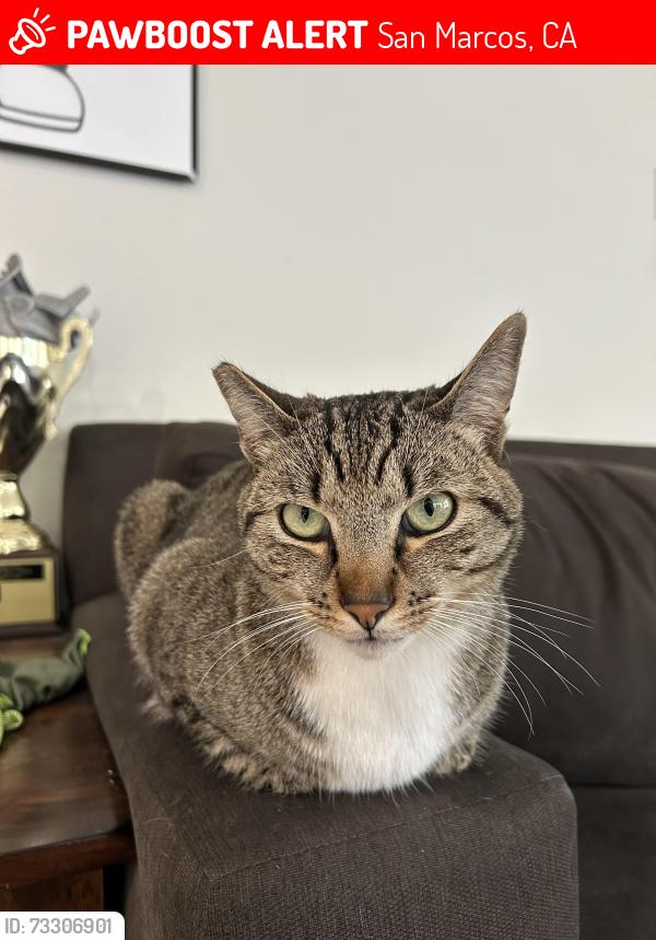 Lost Male Cat last seen Santa Barbara Drive, San Marcos, CA 92078