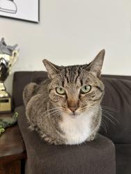 Lost Male Cat last seen Santa Barbara Drive, San Marcos, CA 92078
