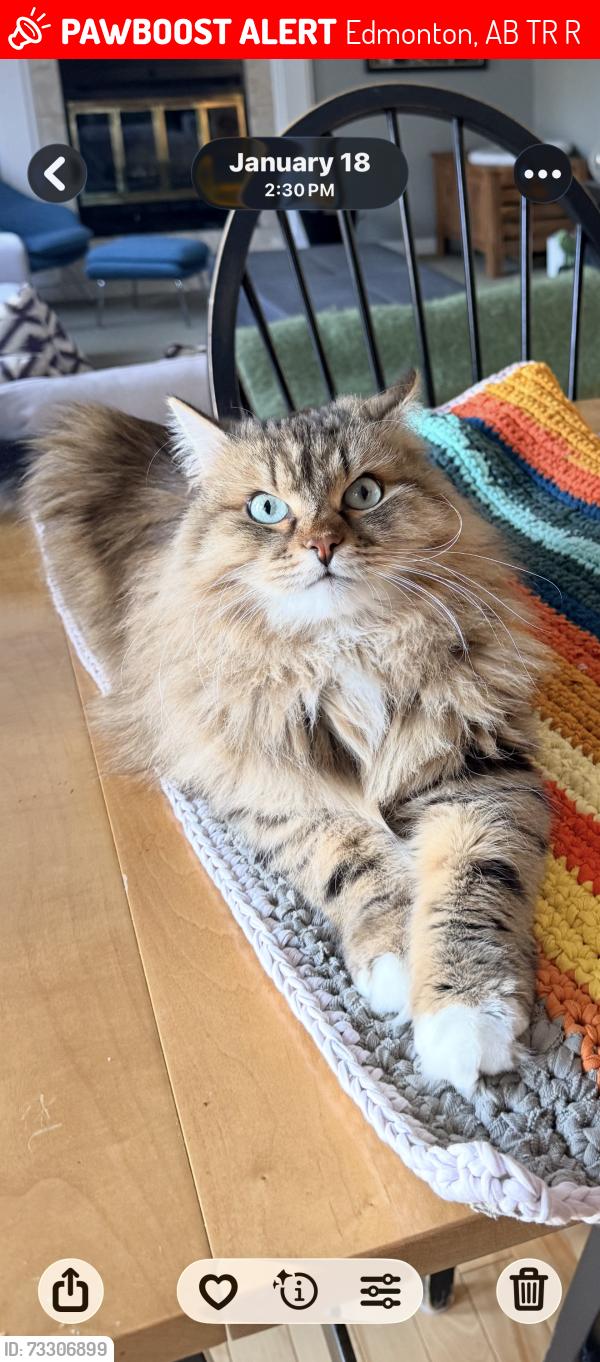 Lost Male Cat last seen Heath Road and Henderson Street, Edmonton, AB T6R 1R9