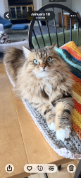 Lost Male Cat last seen Heath Road and Henderson Street, Edmonton, AB T6R 1R9