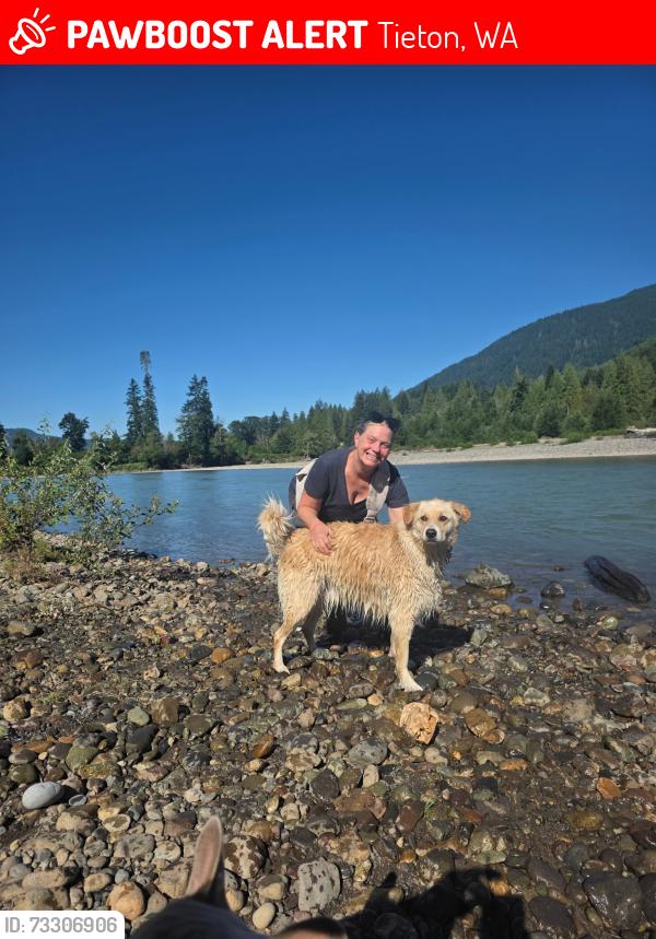 Lost Male Dog last seen N Tieton Rd and Beffa Rd, Tieton, WA 98947