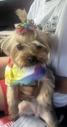 Reunited Female Dog last seen Malapart road, Lafayette, LA 70507