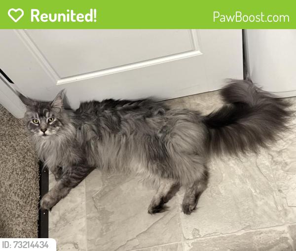 Reunited Male Cat last seen Woodland station dr and hillside dr, Clarksville, TN 37040