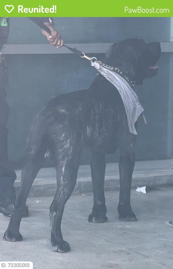 Reunited Male Dog last seen Venice police sub station near beach playground, Los Angeles, CA 90292