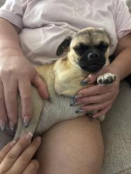 Reunited Female Dog last seen Sky tower park, Lancaster, CA 93535