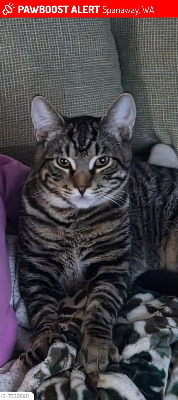 Lost Male Cat last seen 176th & 38th St., Spanaway, WA 98387