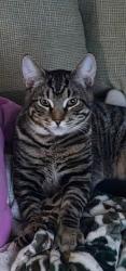 Lost Male Cat last seen 176th & 38th St., Spanaway, WA 98387