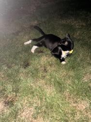 Found/Stray Unknown Cat last seen Corner of 171st and Arbutus, Beaverton, OR 97007