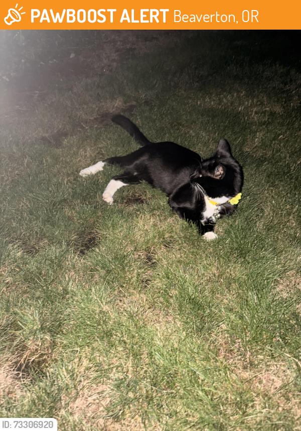 Found/Stray Unknown Cat last seen Corner of 171st and Arbutus, Beaverton, OR 97007