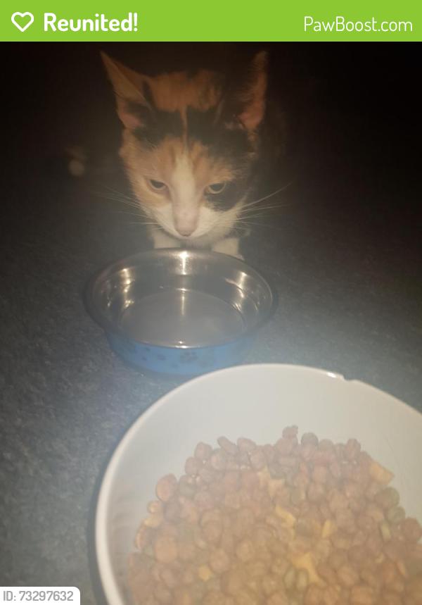 Reunited Female Cat last seen Brierfield, Brierfield, England 