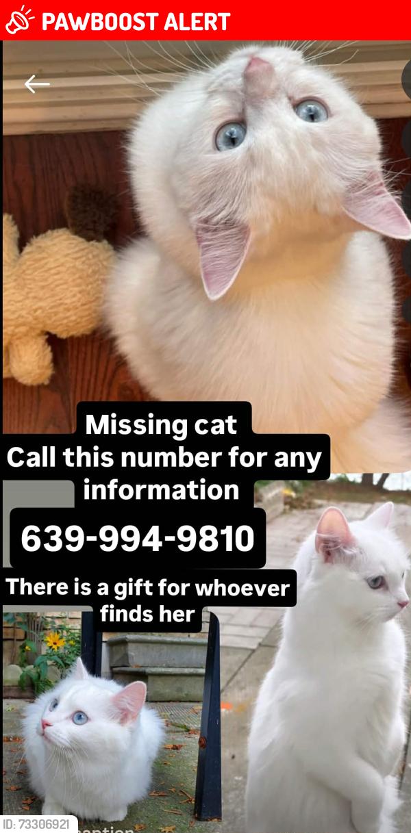 Lost Female Cat last seen Near glen erin drive and shelter bay dr, Mississauga, ON L5N 2C1